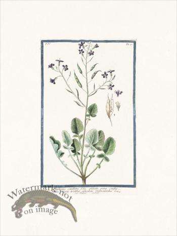 Bonelli 341 Rat-tail radish